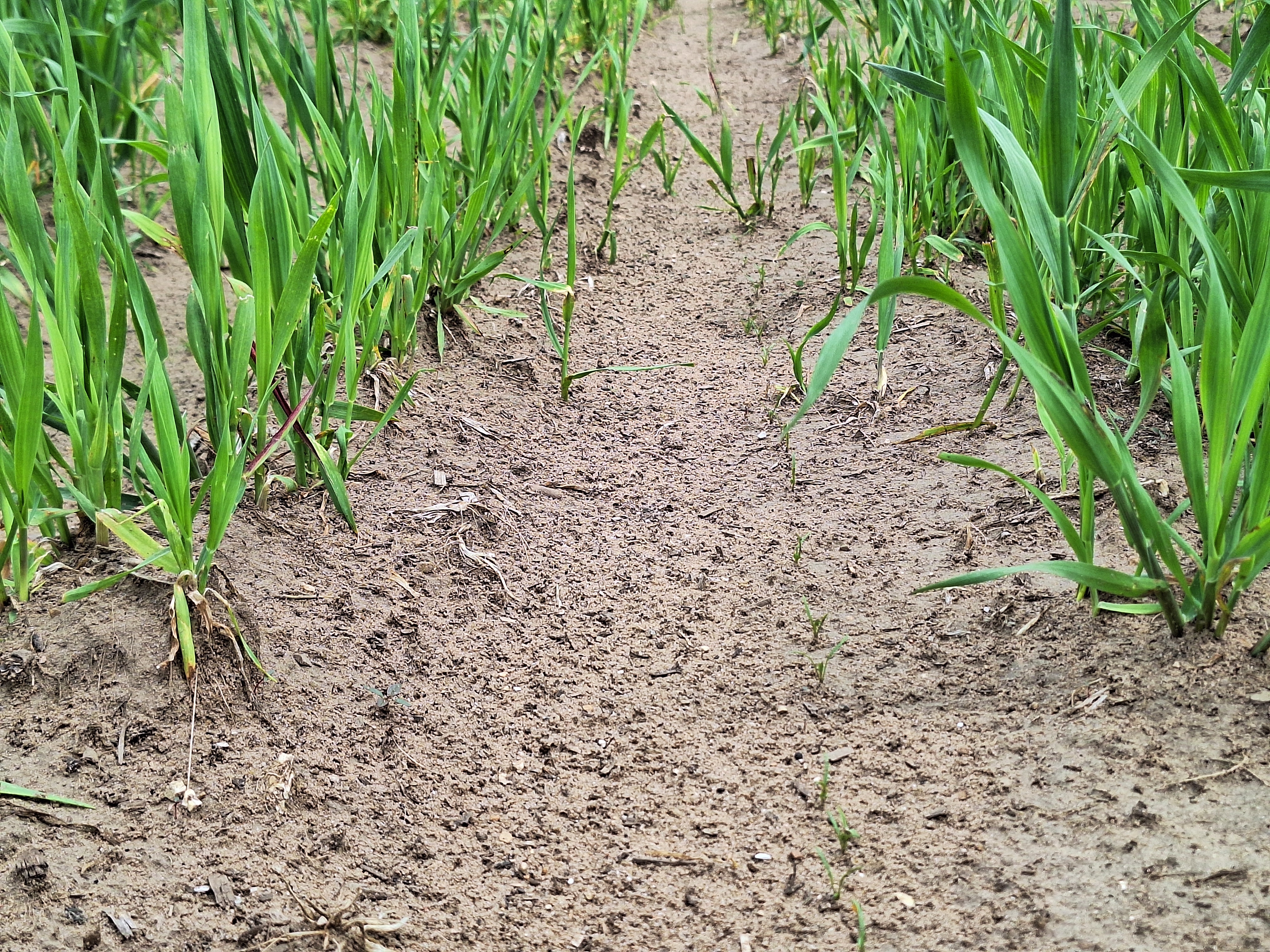 Carrots coming up from the ground.